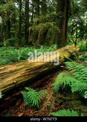 Vieux tronc d'arbre tombé dans la forêt de parc provincial Carmanah-Walbran, île de Vancouver, Colombie-Britannique, Canada Banque D'Images