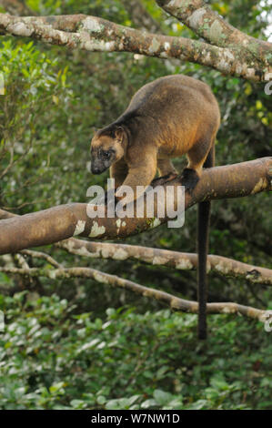 Arbre généalogique de Lumholtz Kangaroo (Dendrolagus lumholtzi) mâle perché sur branche d'arbre. Queensland, Australie, novembre. Banque D'Images