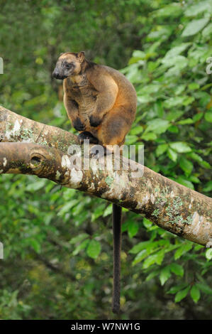 Arbre généalogique de Lumholtz Kangaroo (Dendrolagus lumholtzi) mâle perché sur branche d'arbre. Queensland, Australie, novembre. Banque D'Images