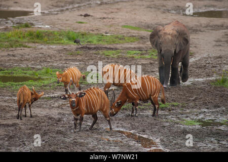 African éléphant de forêt (Loxodonta Africana cyclotis) près de petit groupe de Bongo (Tragelaphus euryceros Dzanga Bai), Parc National de Dzanga-Ndoki en République centrafricaine, Banque D'Images