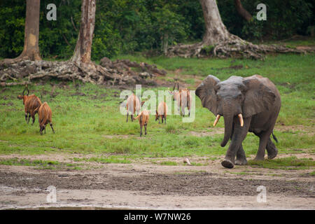 African éléphant de forêt (Loxodonta Africana cyclotis) entrant en bai de groupe antilope Bongo Tragelaphus euryceros) (congé, Bai de Dzanga, Parc National de Dzanga-Ndoki en République centrafricaine, Banque D'Images