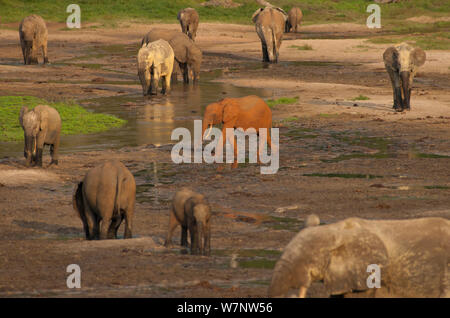 African éléphant de forêt (Loxodonta Africana cyclotis) rouge sol couvert personne erre entre autres colorés différemment à compensation de Dzanga. La bai attire les éléphants de toute la région et la variation de couleur dans le sol et les dépôts de boue sur la peau d'un éléphant peut signaler qu'un éléphant est d'un autre secteur du parc et pas nécessairement liées à d'autres éléphants visiter le centre d'en même temps, le Parc National de Dzanga-Ndoki en République centrafricaine, Banque D'Images