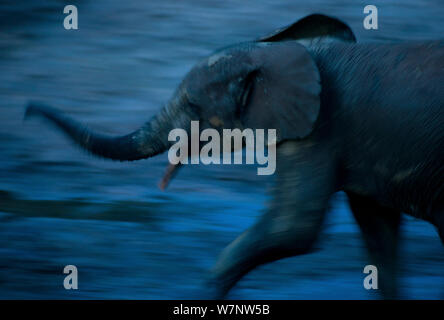 African éléphant de forêt (Loxodonta Africana cyclotis) subadulte parfumer l'air, blurred motion au crépuscule, Bai de Dzanga, Parc National de Dzanga-Ndoki en République centrafricaine, Banque D'Images