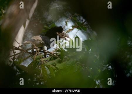 White-thighed Hornbill (Bycanistes albotibialis) se nourrissant de 'cafe' Tingunda les fruits. Bai Hokou, Parc National de Dzanga-Ndoki en République centrafricaine, Banque D'Images