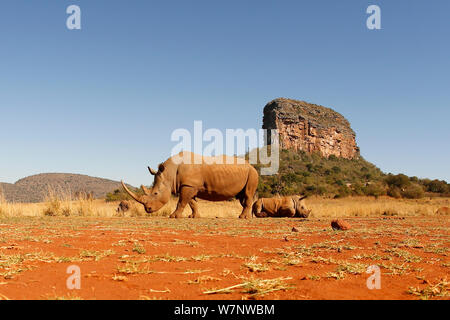 Le rhinocéros blanc (Ceratotherium simum) mère parcourt et repos, veau Entabeni Safari Conservancy, région du Limpopo, le Waterberg, Afrique du Sud, octobre Banque D'Images