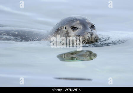 Phoque du port (Phoca vitulina) nageant en surface, tête visible, Svalbard, Norvège Banque D'Images