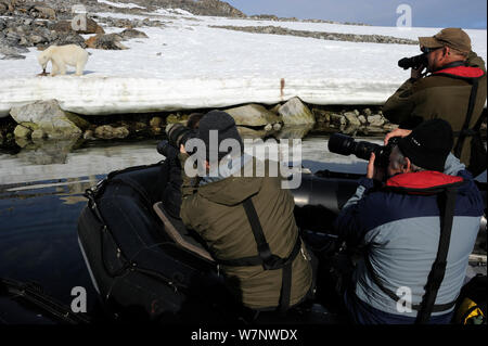 Des photographes en voile photographier l'ours polaire (Ursus maritimus) se nourrissant de rivage, Svalbard, Norvège, Juillet 2011 Banque D'Images