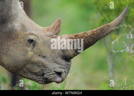 Le rhinocéros blanc (Ceratotherium simum) Profil de tête montrant très estimé pour la corne, iMfolozi National Park, Afrique du Sud Banque D'Images