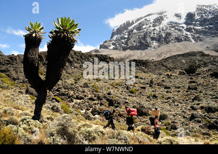 Le séneçon géant usine sur le bas des pentes du mont Kilimandjaro, porteurs et marcher le long chemin, Tanzanie, octobre 2008 Banque D'Images