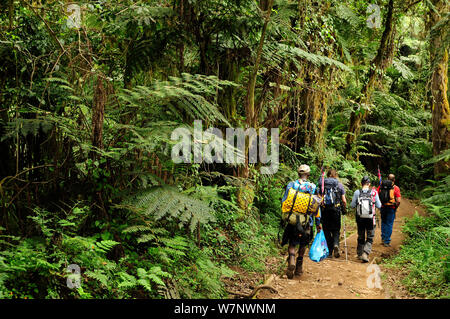 Les gens de la randonnée à travers la forêt tropicale sur le bas des pentes du mont Kilimandjaro, Tanzanie, octobre 2008 Banque D'Images