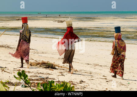 Les femmes locales la collecte des algues sur le long de la plage de Jambiani Côte Est de l'île de Zanzibar, Tanzanie Banque D'Images