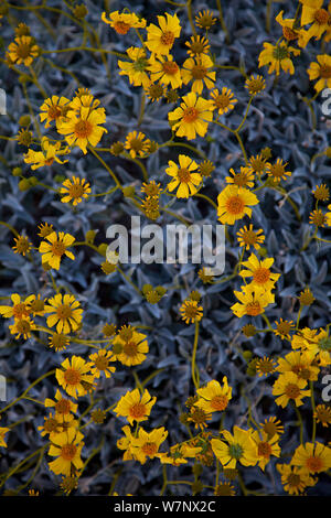 Brittlebrush (Encelia farinosa) floraison dans Anza-Borrego Desert, Californie, Avril Banque D'Images