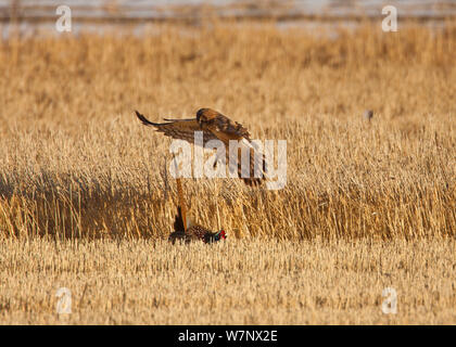 Le Nord / Busard Saint-Martin (Circus cyaneus) tente d'attraper un wild Faisan de Colchide (Phasianus colchicus) Klamath National Wildlife Refuge, en Californie, USA, Décembre Banque D'Images