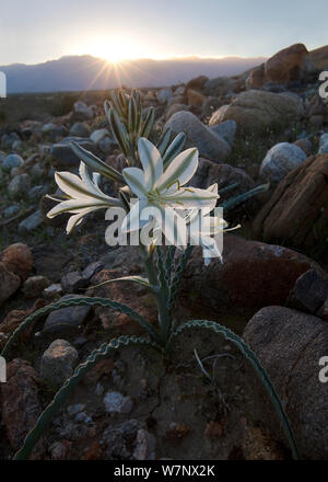 Desert Lily (Hesperocallis undulata) dont seulement dans les années où il y a assez de pluie, Anza Borrego Desert State Park, Californie, USA. Mars. Banque D'Images