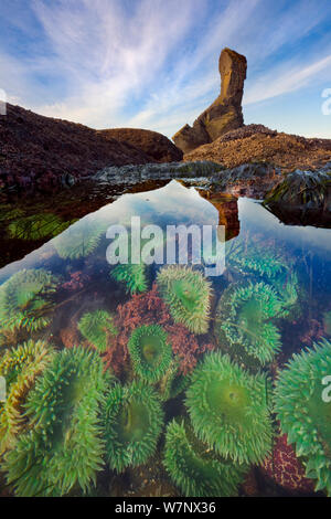 Tide piscine pleine d'anémones vertes géantes (Anthopleura xanthogrammica) à marée basse, Olympic National Park, Washington, USA, mars. Banque D'Images