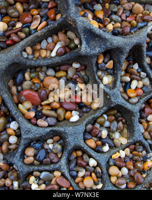 Petit bijou comme des galets recueillir dans la grotte-comme caractéristiques d'un criblé Tafoni le long de la roche près de Santa Cruz, Californie, USA Banque D'Images