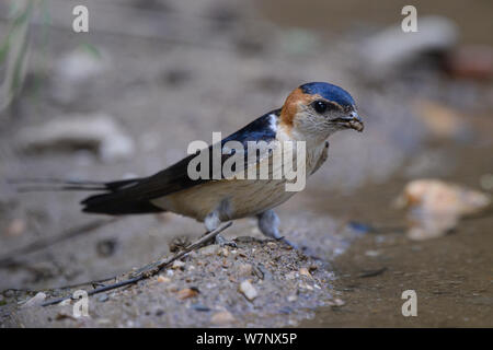 Hirondelle rousseline (Cecropis daurica) portrait. Extramadura, Espagne, mai. Banque D'Images