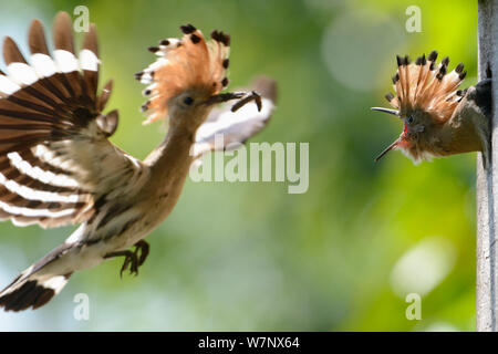 Huppe fasciée (Upupa epops) adulte arrivant à boîte du nid pour nourrir les jeunes. Lorraine, France, juin. Banque D'Images