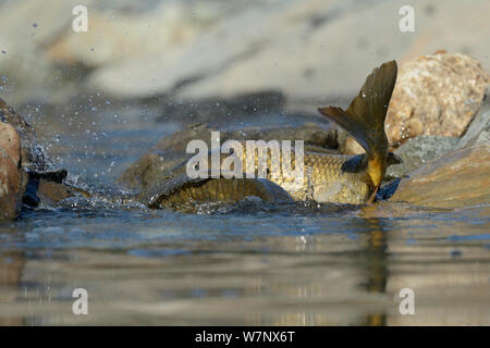 La carpe commune (Cyprinus carpio) dans l'eau peu profonde pendant le frai. Extramadure, en Espagne, en mai. Banque D'Images