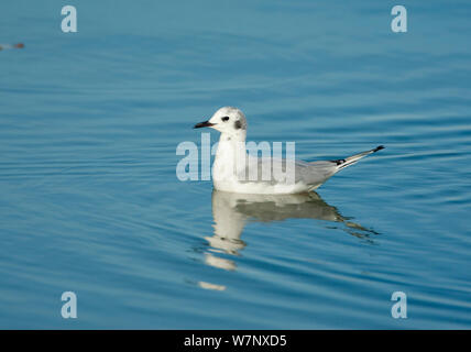 Mouette de Bonaparte (Chroicocephalus philadelphia) en hiver (non-reproduction plumage) sur l'eau. East Harbour State Park, du lac Érié, Ohio, USA, septembre. Banque D'Images