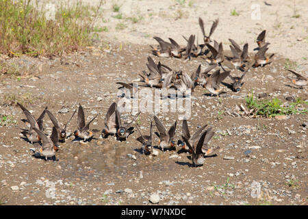 American Hirondelles à front blanc (Petrochelidon pyrrhonota) troupeau visiter flaque boueuse pour recueillir la boue comme matériel de nidification. Le bassin du lac Mono, en Californie, USA, juin. Banque D'Images