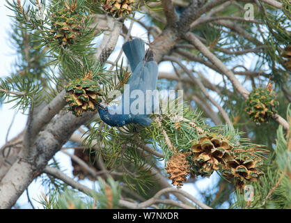 (Gymnorhinus cyanocephalus Pinyon Jay), la collecte de semences de pin Pinyon en automne. Le bassin du lac Mono, en Californie, USA, octobre. Banque D'Images