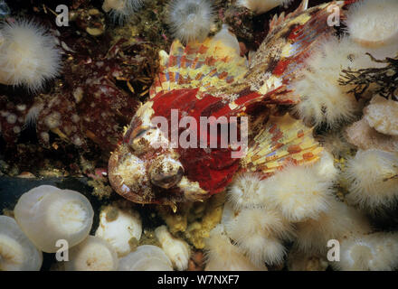 Seigneur Irlandais rouge (Hemilepidotus hemilepidotus) camouflé sur la mer, le détroit de la Reine-Charlotte, Colombie-Britannique, Canada, océan Pacifique Nord. Banque D'Images