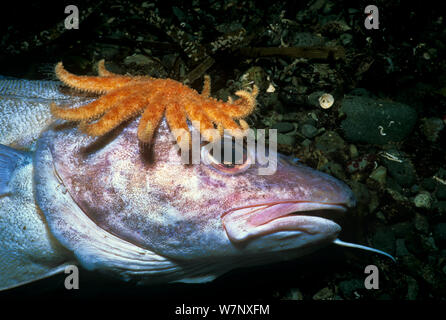 Étoile de mer (tournesol Pycnopodia helianthoides) mort d'évacuation La morue du Pacifique (Gadus macrocephalus) l'île de Vancouver, Colombie-Britannique, Canada. Océan Pacifique Nord Banque D'Images