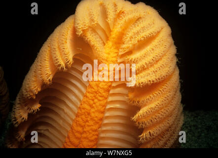 Gurney's Sea Pen (Ptilosarcus gurneyi) close up detail, le détroit de la Reine-Charlotte, Colombie-Britannique, Canada, Océan Pacifique Banque D'Images