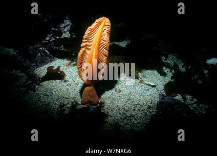 Gurney's Sea Pen (Ptilosarcus gurneyi) sur la mer de nuit, le détroit de la Reine-Charlotte, Colombie-Britannique, Canada, Océan Pacifique Banque D'Images