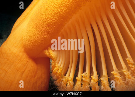 Gurney's Sea Pen (Ptilosarcus gurneyi) close up detail, le détroit de la Reine-Charlotte, Colombie-Britannique, Canada, Océan Pacifique Banque D'Images