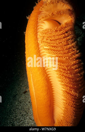 Gurney's Sea Pen (Ptilosarcus gurneyi) close up detail, le détroit de la Reine-Charlotte, Colombie-Britannique, Canada, Océan Pacifique Banque D'Images