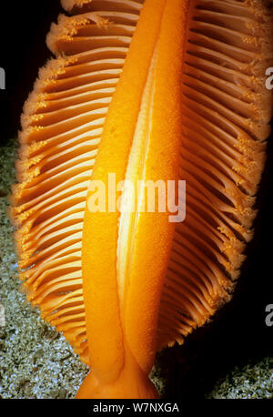 Gurney's Sea Pen (Ptilosarcus gurneyi) close up detail, le détroit de la Reine-Charlotte, Colombie-Britannique, Canada, Océan Pacifique Banque D'Images