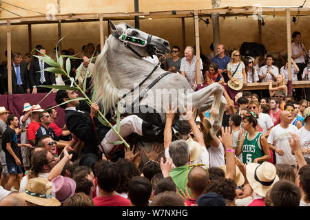 Homme monté sur un étalon Andalou gris, effectuant le bot ou la marche courbette du Doma Menorquina, durant le festival Mare de Deu de Gracia, à Mahon, Menorca, Espagne 2012. Les gens essaient de toucher le cheval, qui est destiné à apporter la bonne chance. Banque D'Images