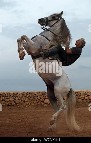 Homme monté sur un étalon Andalou gris, effectuant le bot ou la marche courbette du Doma Menorquina, à Ciutadella, Menorca, Espagne 2012. Parution du modèle. Banque D'Images