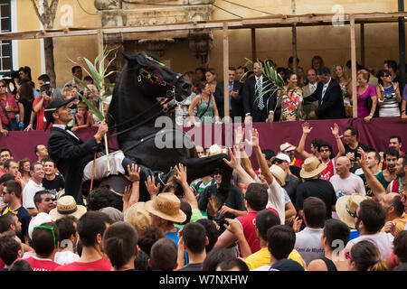 Homme monté sur un étalon Black Lagoon 52, effectuant les bot ou la marche courbette du Doma Menorquina, durant le festival Mare de Deu de Gracia, à Mahon, Menorca, Espagne 2012. Les gens essaient de toucher le cheval, qui est destiné à apporter la bonne chance. Banque D'Images