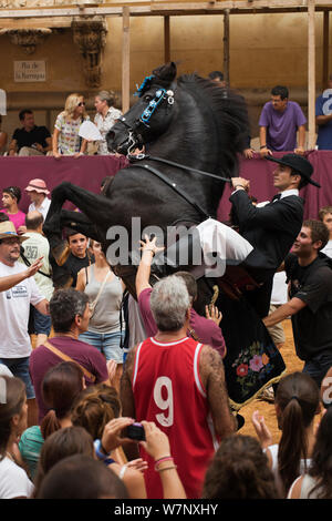 Homme monté sur un étalon Black Lagoon 52, effectuant les bot ou la marche courbette du Doma Menorquina, durant le festival Mare de Deu de Gracia, à Mahon, Menorca, Espagne 2012. Les gens essaient de toucher le cheval, qui est destiné à apporter la bonne chance. Banque D'Images