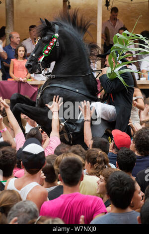 Homme monté sur un étalon Black Lagoon 52, effectuant les bot ou la marche courbette du Doma Menorquina, durant le festival Mare de Deu de Gracia, à Mahon, Menorca, Espagne 2012. Les gens essaient de toucher le cheval, qui est destiné à apporter la bonne chance. Banque D'Images