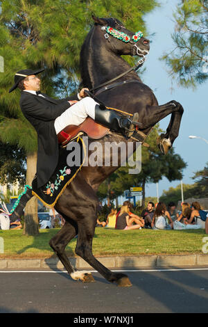 Homme monté sur un étalon Black Lagoon 52, effectuant les bot ou la marche courbette du Doma Menorquina, durant le festival Mare de Deu de Gracia, à Mahon, Menorca, Espagne 2012. Banque D'Images