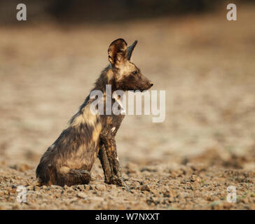 Chien sauvage d'Afrique (Lycaon pictus) pup profil séance portrait, Mana Pools National Park, Zimbabwe, Octobre 2012 Banque D'Images