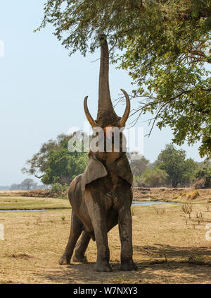 L'éléphant africain (Loxodonta africana) atteignant jusqu'à coffre pour se nourrir sur des branches d'arbre, Mana Pools National Park, Zimbabwe, Octobre 2012 Banque D'Images