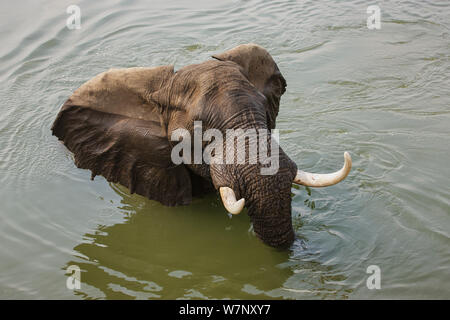 L'éléphant africain (Loxodonta africana) dans la rivière Zambèze, Mana Pools National Park, Zimbabwe, Octobre 2012 Banque D'Images