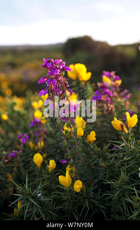 Bruyère cendrée (Erica cinerea) et de l'ouest de l'ajonc (Ulex gallii). Dartmoor National Park, Royaume-Uni, août. Banque D'Images