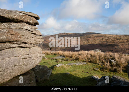 Combestone Tor dans les landes du Parc National de Dartmoor. 'Âge de Bronze Reave" est visible sur la colline de loin. Royaume-uni, février. Banque D'Images