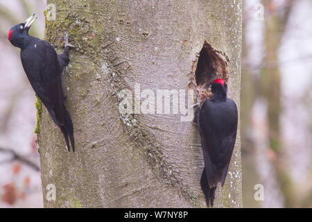 Pic noir (Dryocopus martius) paire au nid, femelle à gauche, mâle à droite, Allemagne, Mars Banque D'Images