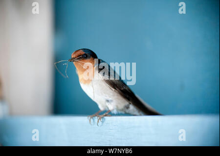 Hirondelle rustique (Hirundo neoxena bienvenue) avec le matériel du nid. Christchurch, Nouvelle-Zélande, octobre. Banque D'Images