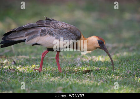 Ibis rouge Buff (Theristicus caudatus hyperorius) de nourriture, Mato Grosso do Sul, Brésil Banque D'Images