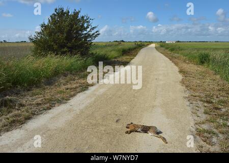 Lièvre brun (Lepus europaeus) tués sur la route. Breton des Marches, l'ouest de la France, Banque D'Images