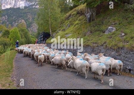 (Ovis aries) troupeau, être gardés par des bergers et les chiens le long de la route. Vallée d'Ossoue, Pyrénées françaises, septembre. Banque D'Images