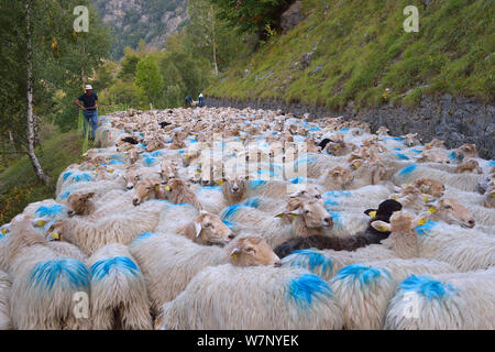 (Ovis aries) troupeau, être en troupeaux par shepherd le long de la route. Vallée d'Ossoue, Pyrénées françaises, septembre. Banque D'Images